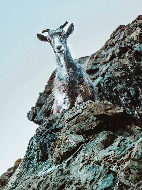 wildlife-in-greece-goat-on-rocks